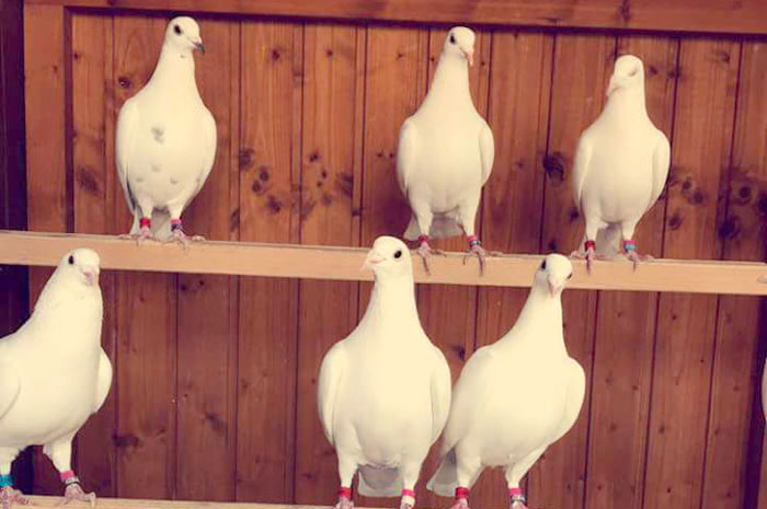 Die Heimat der Günztaler Hochzeitstauben