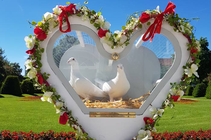 Hochzeitstauben als perfektes Hochzeitsgeschenk